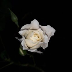 rosa, flor, jardin de rosas, imagen gratis, belleza, noche